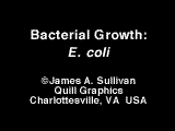 Movie of E-Coli Virus Multplying